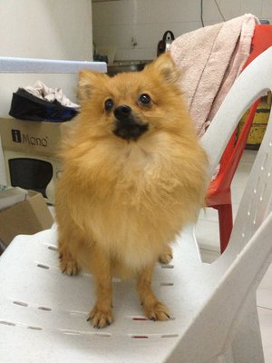 Pom Pom - Pomeranian Dog