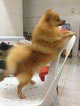 Pom Pom - Pomeranian Dog