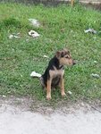 Choco - Mixed Breed Dog