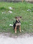 Choco - Mixed Breed Dog