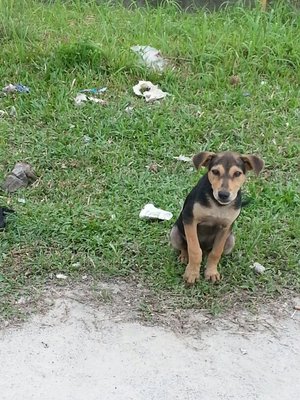 Choco - Mixed Breed Dog