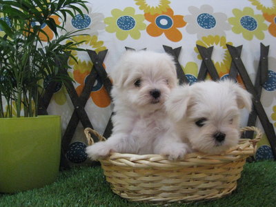 Maltese Champion Line - Maltese Dog