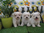 maltese pup2