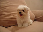 maltese pup3