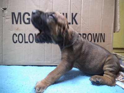 Fila Brasileiro Puppies - Fila Brasileiro Dog