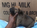 Fila Brasileiro Puppies - Fila Brasileiro Dog