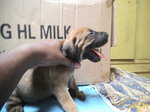 Fila Brasileiro Puppies - Fila Brasileiro Dog