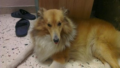 Prince - Shetland Sheepdog Sheltie Dog