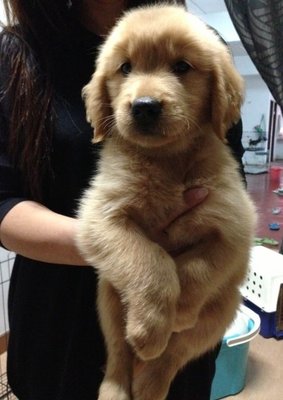 Champion Lineage Golden Retriever - Golden Retriever Dog