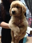 Champion Lineage Golden Retriever - Golden Retriever Dog