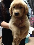 Champion Lineage Golden Retriever - Golden Retriever Dog