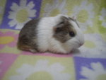 PF43534 - Guinea Pig Small & Furry