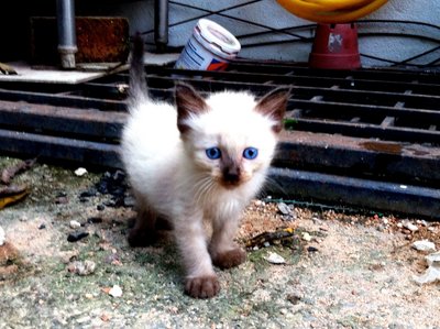 Si Comel - Domestic Medium Hair + Silver Cat