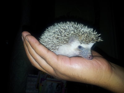 Hedgehogs - Hedgehog Small & Furry