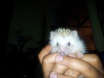 Hedgehogs - Hedgehog Small & Furry