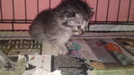 Baby Miow - Domestic Long Hair Cat