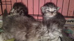 Baby Miow - Domestic Long Hair Cat