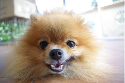 Baby (Or Donald) - Pomeranian Dog