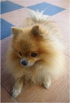 Baby (Or Donald) - Pomeranian Dog