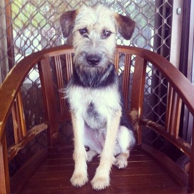 Scruffy - Mixed Breed Dog