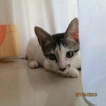 Navy - Domestic Short Hair Cat