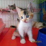 Sky - Domestic Short Hair + Calico Cat