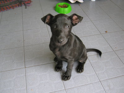 Blackie - Mixed Breed Dog