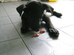 Blackie, eating a treat.