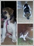 2months Found For Adoption - Mixed Breed Dog