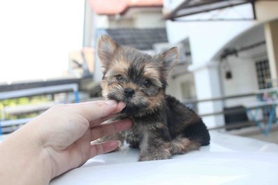  Mini Yorkshire Terrier Puppy - Yorkshire Terrier Yorkie Dog