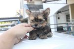  Mini Yorkshire Terrier Puppy - Yorkshire Terrier Yorkie Dog