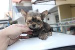  Mini Yorkshire Terrier Puppy - Yorkshire Terrier Yorkie Dog