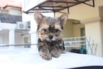  Mini Yorkshire Terrier Puppy - Yorkshire Terrier Yorkie Dog