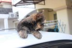  Mini Yorkshire Terrier Puppy - Yorkshire Terrier Yorkie Dog