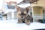  Mini Yorkshire Terrier Puppy - Yorkshire Terrier Yorkie Dog