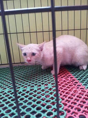 Putih  - Domestic Short Hair Cat