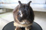 Netherland Dwarf 1 - Netherland Dwarf Rabbit