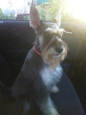 Puffy - Schnauzer Dog