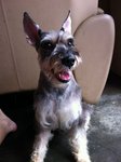 Puffy - Schnauzer Dog