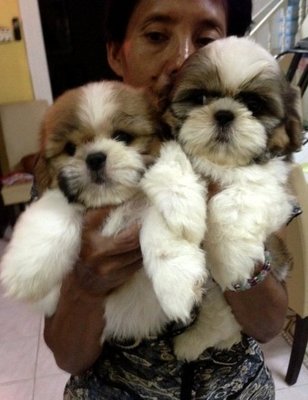 Shih Tzu For Sale - Shih Tzu Dog