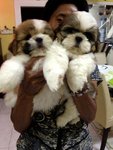 Shih Tzu For Sale - Shih Tzu Dog