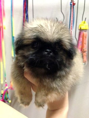 Sable Pekingese For Sale - Pekingese Dog