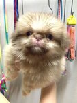 Sable Pekingese For Sale - Pekingese Dog