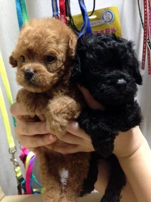  Tiny Poodle For Sale - Poodle Dog
