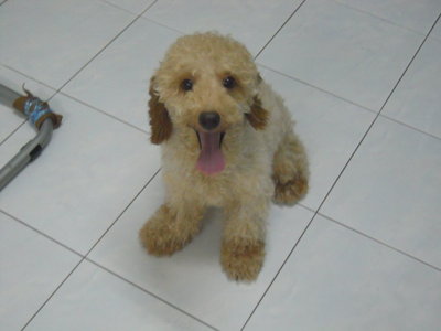 Miniature Poodle - Poodle Dog