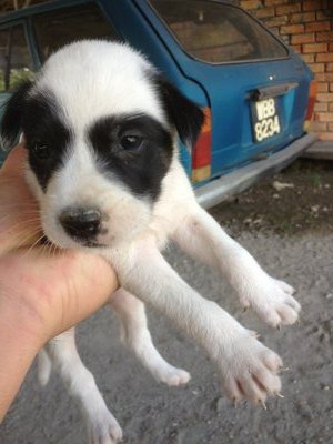 Puppy Super Mix - Mixed Breed Dog