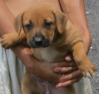 Brown Brown - Rhodesian Ridgeback Mix Dog