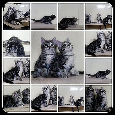 PF43620 - American Shorthair + Persian Cat