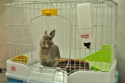 Netherland Dwarf - Re-home - Netherland Dwarf Rabbit