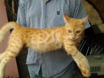 For Sale Bengal - Bengal Cat